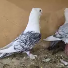حمام حب رمان