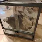 جده حي النعيم