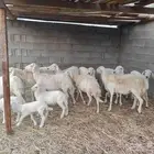 مقاني حريات