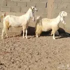 معزه مشاريك العدد 2 سن سدس ديد سلم وحده مضرع عل فحص