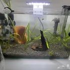 حوض سمك كامل بمشتملاته بالاسماك