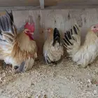 دجاج جبنيز الزاحف مستوى رائع جدا