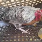 دجاج وا ديك ولا يتوصل معي إلى الصامل ولا حنا مختلفين في اسعر