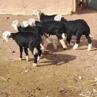 بهم نجد العدد 6 رخل 4 خاروف 2 عمارهن. ثنين عمارهن شهرين