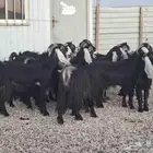 عوارض خصم العدد 12