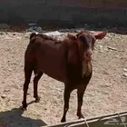 فحل أدهم