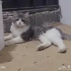 الاسكان
