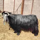 تيس طيب عارضي صنف