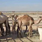 قعدان لبانيه