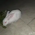 أرنب فرنسي ذكر حجمه كبير