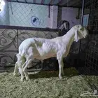 مشروع فحل سواكني