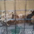 صوص دجاج بلدي العدد 12 الصحة شرط العمر 20يوم البيع