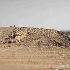 مقول قص اراضي وبنيان حجر