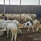 خرفان سواكن دمازين
