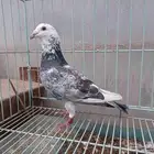 زاجل قرزل قطري صحة ونظافة