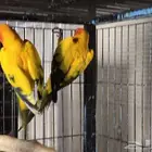 للبيع جوز صن كنيور منتج