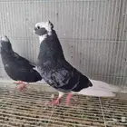 جوز حمام قطايف