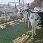 للبيع   تيوس - طليان   حري   نعيمي
