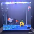 سمك زينه مع حوص 300