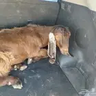 تيس طيب وفل لحم وشحم