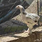 فروخ براهما وكوشن للبيع