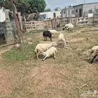 ضاني للبيع عددها 30 ويتبعه 14