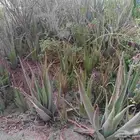 نبات  شتلات الوفيرا   aloe vera