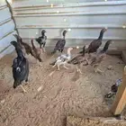 للبيع فروخ دجاج باكستاني
