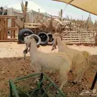 السلام عليكم عنزين دفيع مع التيس