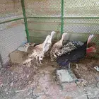 رومي ماشاء الله زي ما شيفه عيوني 4 نوتي بيض و دكر