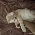 قط امه شيرازيه ابو بلدي
