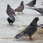 حمام قطايف للبيع