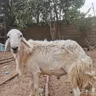 فحل حري ماشاء الله تبارك الرحمن جرم وضراب