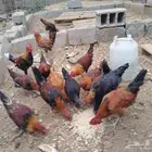 ديوك للبيع