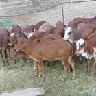 حسلان للبيع