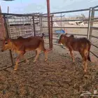 عجول بلدي لباني