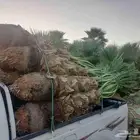 نخل للبيع