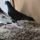 جوز حمام قطايف