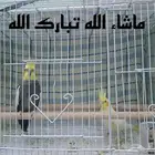 زوج منتج ببغاء الكروان مع فروخهم ( ماشاء الله )