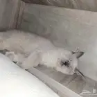 قطه ل تبني