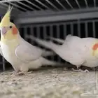 جوز كروان لاتينو يطلع على اليد الذكر متكلم