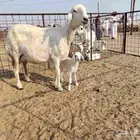 ازكرو الله وصلو على النبي أعرض لكم رخال رباع صنف درج اول