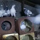 حمام بكستاني