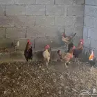 دجاج بلدي للبيع
