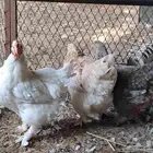 للبيع دجاج أمريكي برهما منتجين