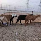 خلفات سواكنية