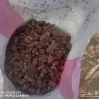 نفيع حشف للغنم