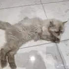 بسه هملايا العمر ثلاث سنين