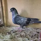 حمام قطايف لون مميز