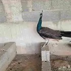 جوز طاؤوس عمرها حول سنه ونص ( طاووس )